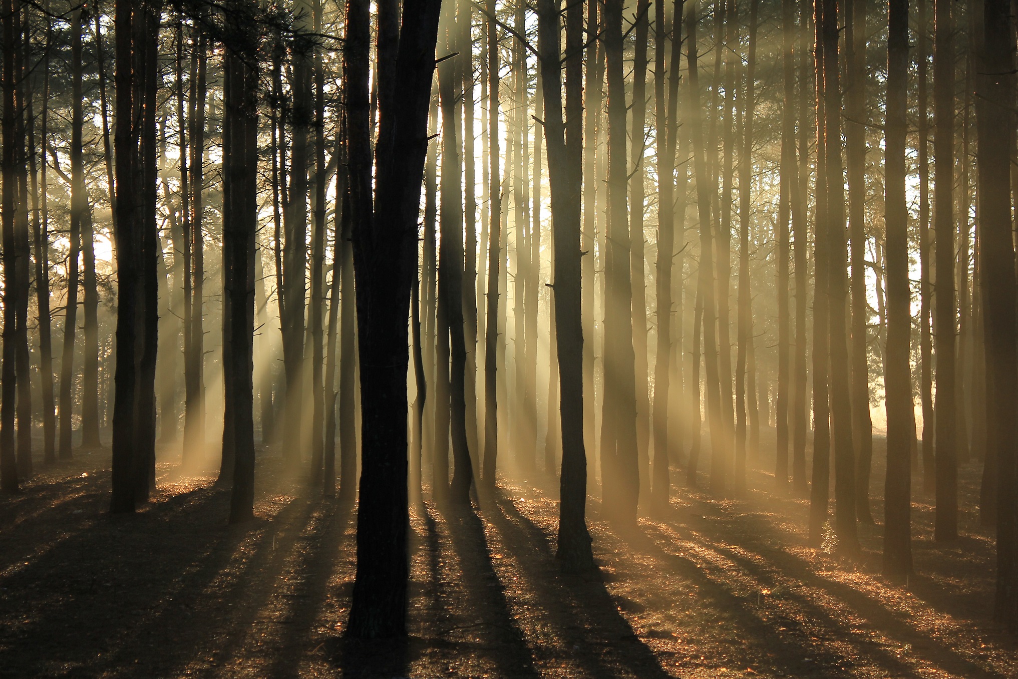 Ein Foto gemach Wald wenn die Sonne durchscheint. Die natürlichste aller natürlichen Energiequellen